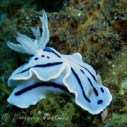 Nudi - Taken at Kirby's Rock dive site in Anilao Batangas... by Arthur Castillo 